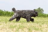 BOUVIER DES FLANDRES 056